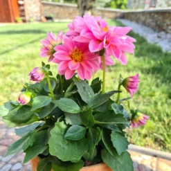 Rosa Dahlie - Rosa Blüten den ganzen Sommer