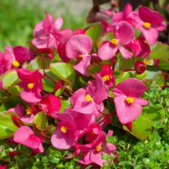 Rosa eisbegonie - Blüht ohne Pause