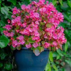 Rosa eisbegonie - Blüht ohne Pause