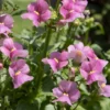 Rosa Elfenspiegel - Rosa Blüten den ganzen Sommer