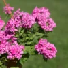 Rosa Hänge-Eisenkraut - Rosa Blütenkaskade sofort