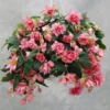 Rosa Hängende Begonie - Rosa Blütenkaskade sofort