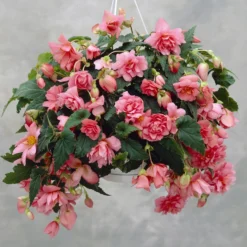 Rosa Hängende Begonie - Rosa Blütenkaskade sofort