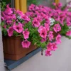Rosa Hängepetunie - Sofort blühende Kaskaden