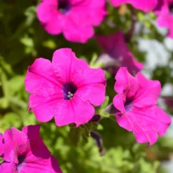 Rosa Hängepetunie - Sofort blühende Kaskaden