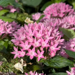 Rosa Pentas - Fünfzahlstrauch - Sommerblüten bis Oktober