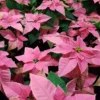 Rosa Poinsettia - Winterfarbe im Handumdrehen