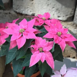 Rosa Poinsettia - Winterfarbe im Handumdrehen
