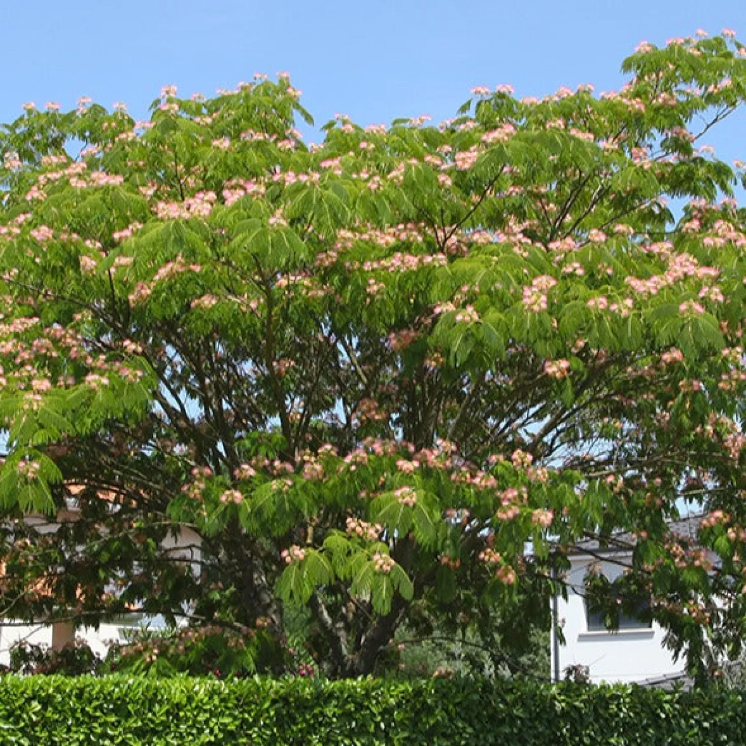 Rosa Seidenbaum - Urlaubsflair im Garten
