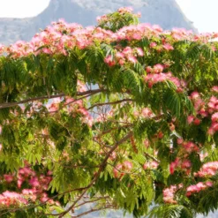 Rosa Seidenbaum - Urlaubsflair im Garten