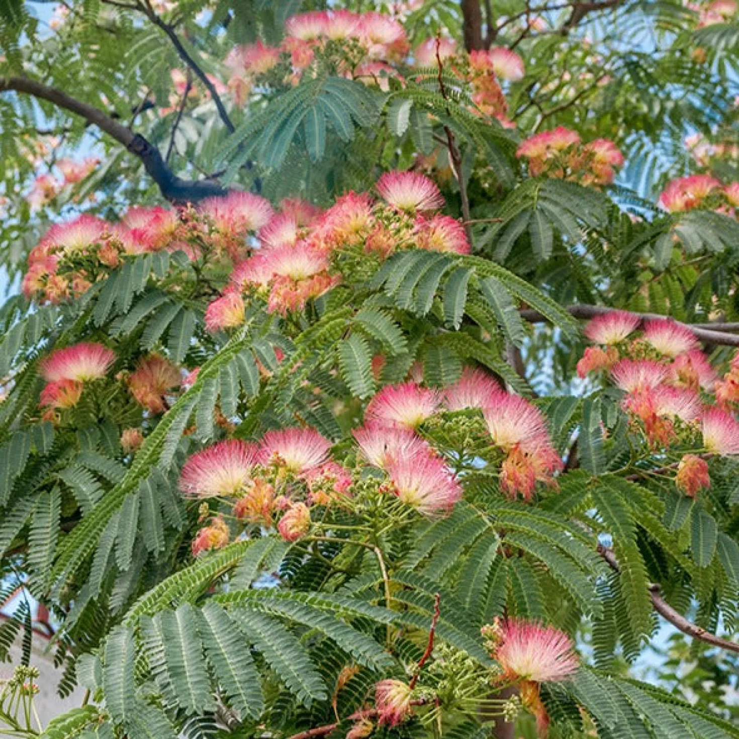 Rosa Seidenbaum - Urlaubsflair im Garten