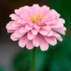 rosa Zinnie - Sommerfarbe im Handumdrehen