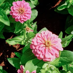 rosa Zinnie - Sommerfarbe im Handumdrehen