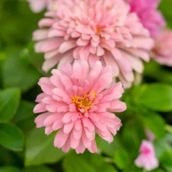 rosa Zinnie - Sommerfarbe im Handumdrehen