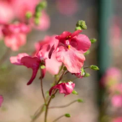 rosa Zwergsporn - Rosa Blütenteppich ganz leicht