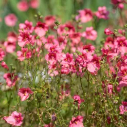 rosa Zwergsporn - Rosa Blütenteppich ganz leicht