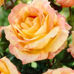 Rose 'André Willemse' - Farbenfroh und duftend