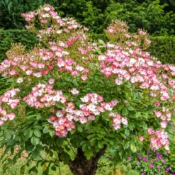 Rose Ballerina - Blüten von Mai bis Oktober