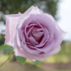 Rose ‘Blue Moon’ - Die blaue Rose fürs Beet