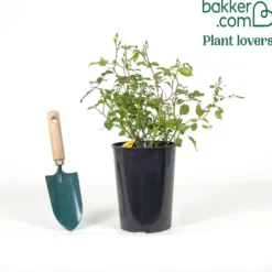 Rose Bonapart ® - Duft und Farbe sofort