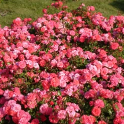 Rose Bonapart ® - Duft und Farbe sofort