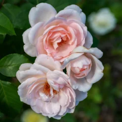 Rose ‘Clair’™ Renaissance® - Duft und Blüten den ganzen Sommer