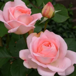 Rose ‘Clair’™ Renaissance® - Duft und Blüten den ganzen Sommer