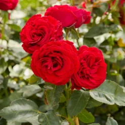 Rose Dominica ® Intercomdoor - Rot, duftend, pflegeleicht