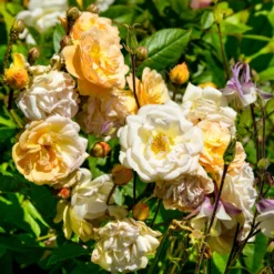 Rose ‘Ghislaine de Féligonde’ - Blüten wechseln die Farbe