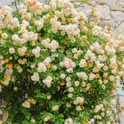Rose ‘Ghislaine de Féligonde’ - Blüten wechseln die Farbe