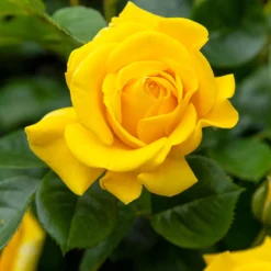 Rose ‘Hadangel’ - Sonniges Gelb im Beet