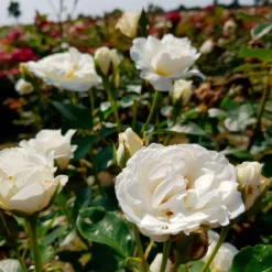 Rose 'Kristall' - Weiße Blüten den ganzen Sommer