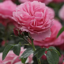 Rose 'Leonardo da Vinci' - Rosen wie gemalt