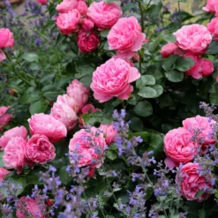 Rose 'Leonardo da Vinci' - Rosen wie gemalt