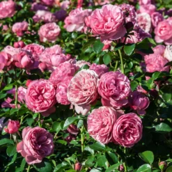 Rose 'Leonardo da Vinci' - Rosen wie gemalt