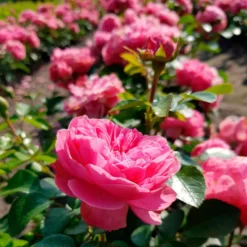 Rose 'Leonardo da Vinci' - Rosen wie gemalt