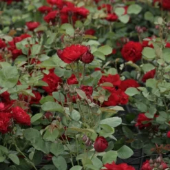Rose ‘Lili Marleen’ - Rot, duftend, pflegeleicht