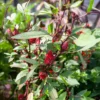 Roselle - Rote Ernte fürs Teeglas