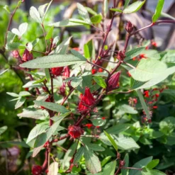 Roselle - Rote Ernte fürs Teeglas
