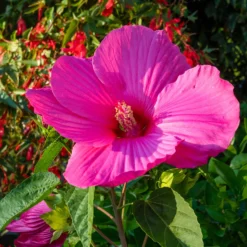 Roseneibisch Extreme Magenta ® - Riesenblüten in kräftigem Pink
