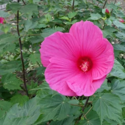 Roseneibisch Extreme Magenta ® - Riesenblüten in kräftigem Pink