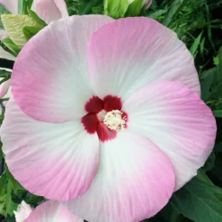 Roseneibisch Fujin ® - Riesenblüten den ganzen Sommer