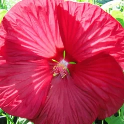 Roseneibisch Luna Red - Riesenblüten in tiefem Rot