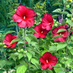Roseneibisch Luna Red - Riesenblüten in tiefem Rot