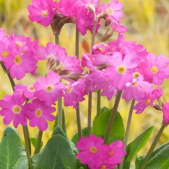 Rosen Schlüsselblume - Pink am Teichrand