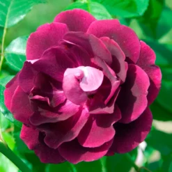 Rosenstrauch Burgundy Ice ® - Samtiges Weinrot im Beet