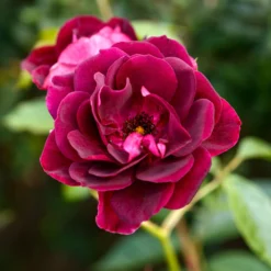 Rosenstrauch Burgundy Ice ® - Samtiges Weinrot im Beet