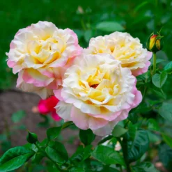 Rosenstrauch Mme A. Meilland - Die Königin der Rosen