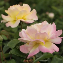 Rosenstrauch Mme A. Meilland - Die Königin der Rosen