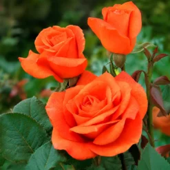 Rosenstrauch Orange Supreme - Leuchtendes Orange im Garten